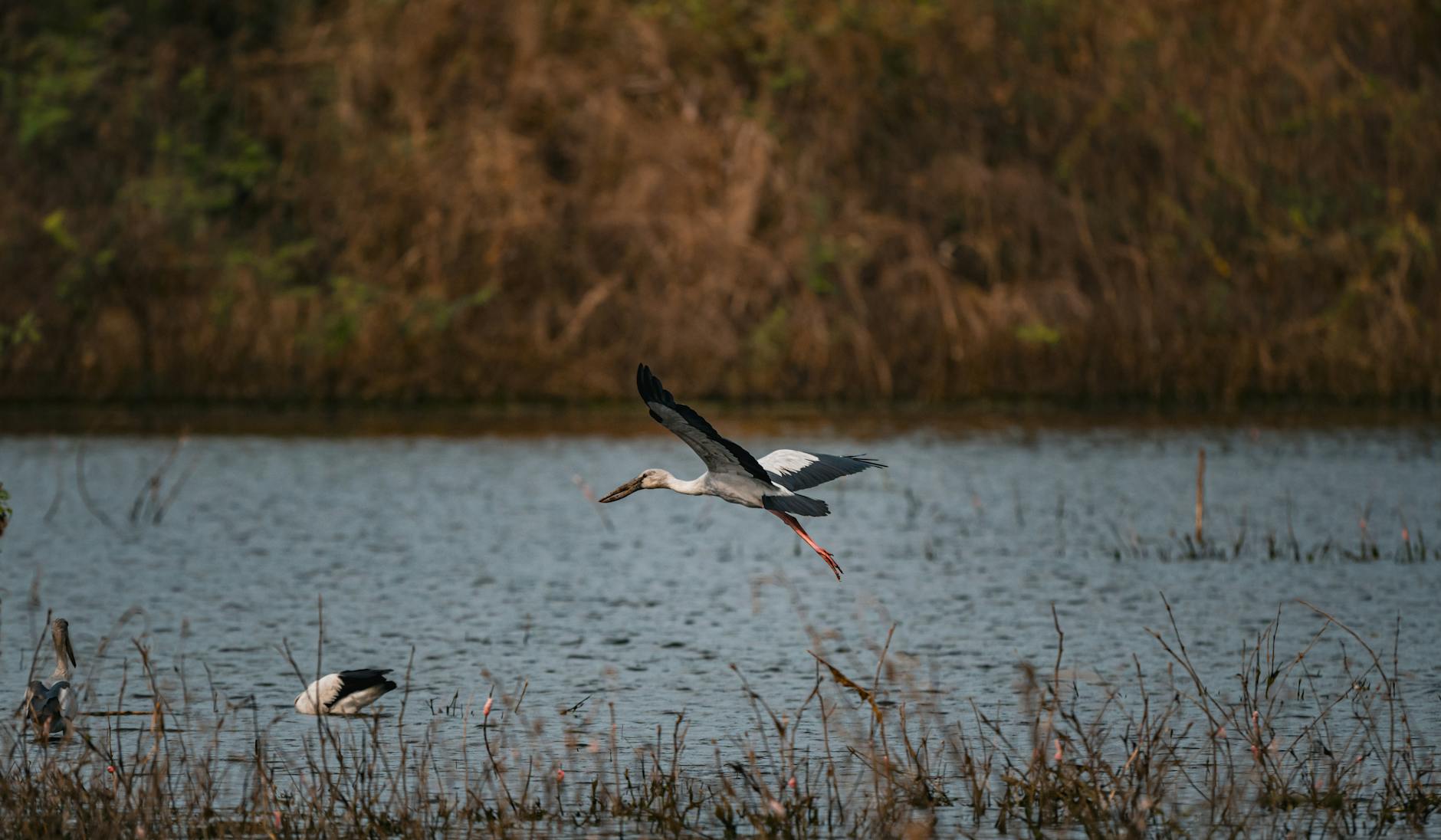 SAP HANA Migration Consulting